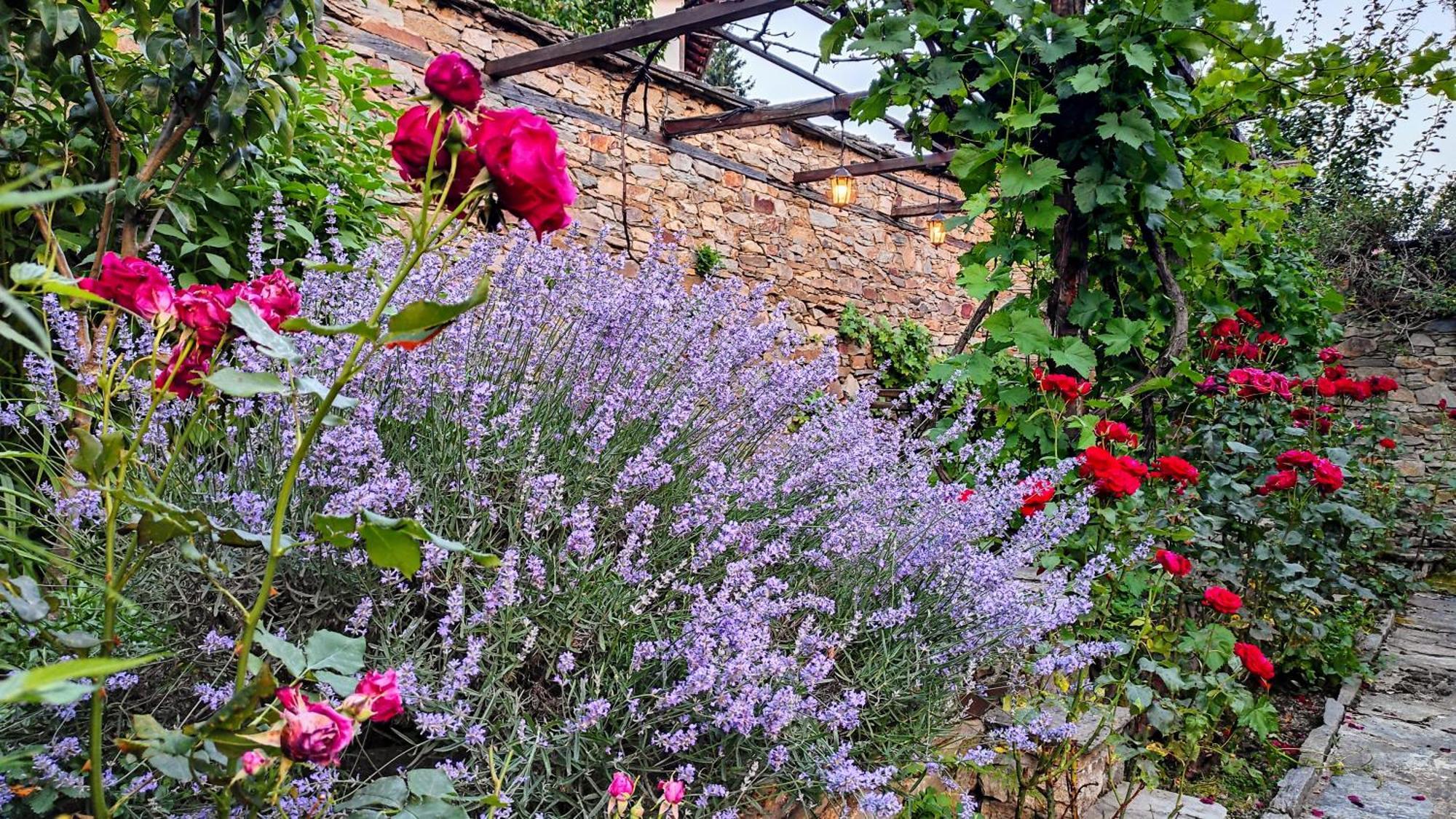Kalinia Guesthouse B&B Kovačevica 외부 사진